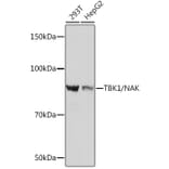 Western Blot - Anti-NAK/TBK1 Antibody [ARC0778] (A307679) - Antibodies.com