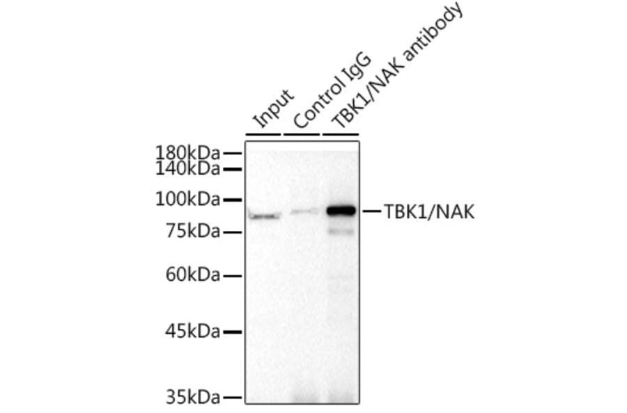 Western Blot - Anti-NAK/TBK1 Antibody [ARC0778] (A307679) - Antibodies.com