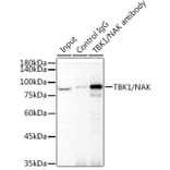 Western Blot - Anti-NAK/TBK1 Antibody [ARC0778] (A307679) - Antibodies.com