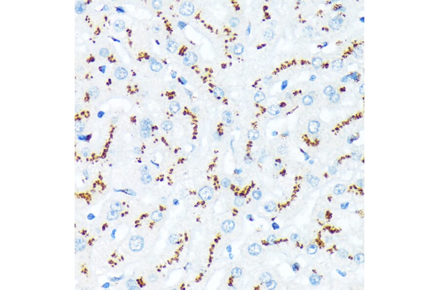 Immunohistochemistry - Anti-TGN46 Antibody [ARC2197] (A307687) - Antibodies.com
