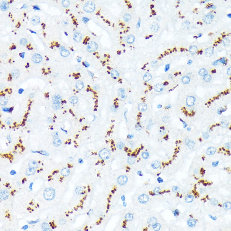 Immunohistochemistry - Anti-TGN46 Antibody [ARC2197] (A307687) - Antibodies.com