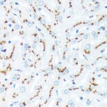 Immunohistochemistry - Anti-TGN46 Antibody [ARC2197] (A307687) - Antibodies.com
