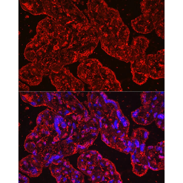 Immunofluorescence - Anti-EG-VEGF Antibody [ARC2439] (A307688) - Antibodies.com