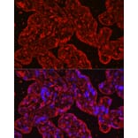 Immunofluorescence - Anti-EG-VEGF Antibody [ARC2439] (A307688) - Antibodies.com