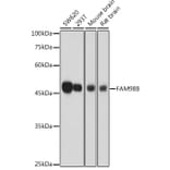 Western Blot - Anti-FAM98B Antibody (A307689) - Antibodies.com