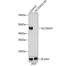 Western Blot - Anti-SLC25A23 Antibody (A307690) - Antibodies.com