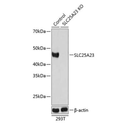 Western Blot - Anti-SLC25A23 Antibody (A307690) - Antibodies.com
