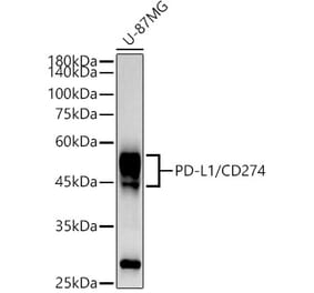 Western Blot - Anti-PD-L1 Antibody [ARC2478] (A307692) - Antibodies.com