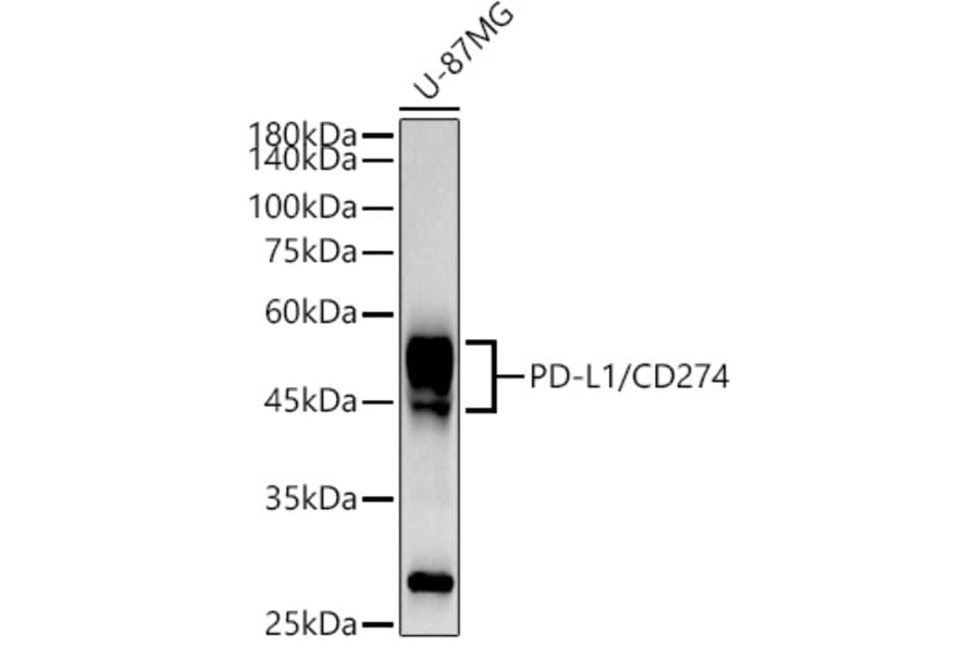 Western Blot - Anti-PD-L1 Antibody [ARC2478] (A307692) - Antibodies.com