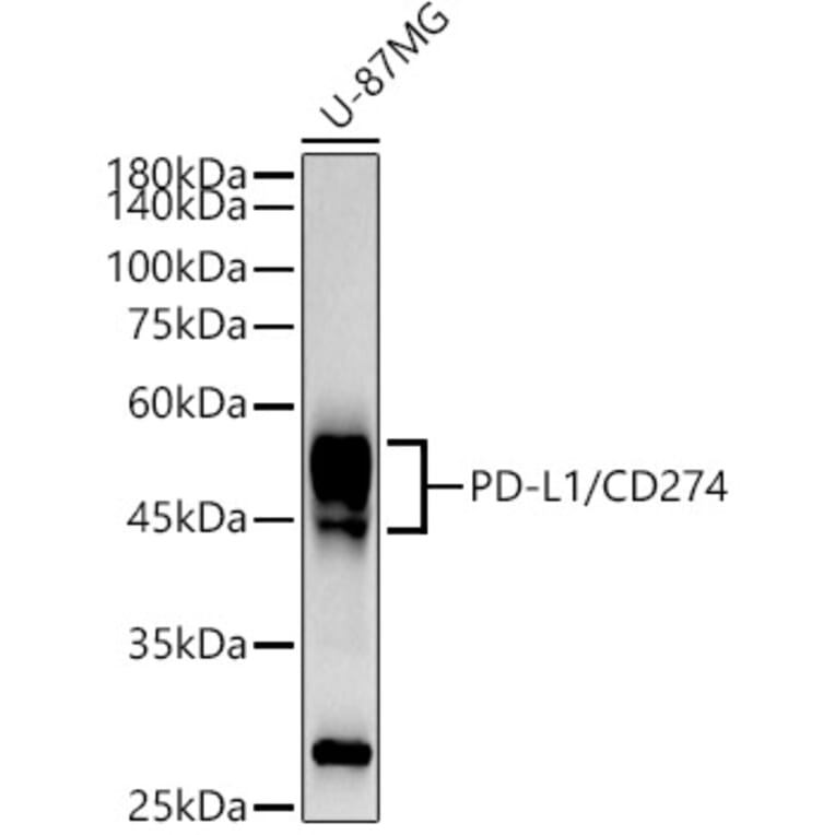 Western Blot - Anti-PD-L1 Antibody [ARC2478] (A307692) - Antibodies.com