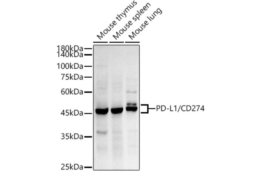 Western Blot - Anti-PD-L1 Antibody [ARC2478] (A307692) - Antibodies.com