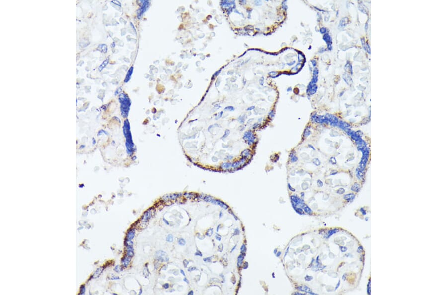 Immunohistochemistry - Anti-C1orf41 Antibody (A307693) - Antibodies.com