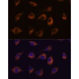 Immunofluorescence - Anti-C1orf41 Antibody (A307693) - Antibodies.com