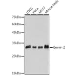 Western Blot - Anti-Gemin 2 Antibody [ARC2419] (A307698) - Antibodies.com
