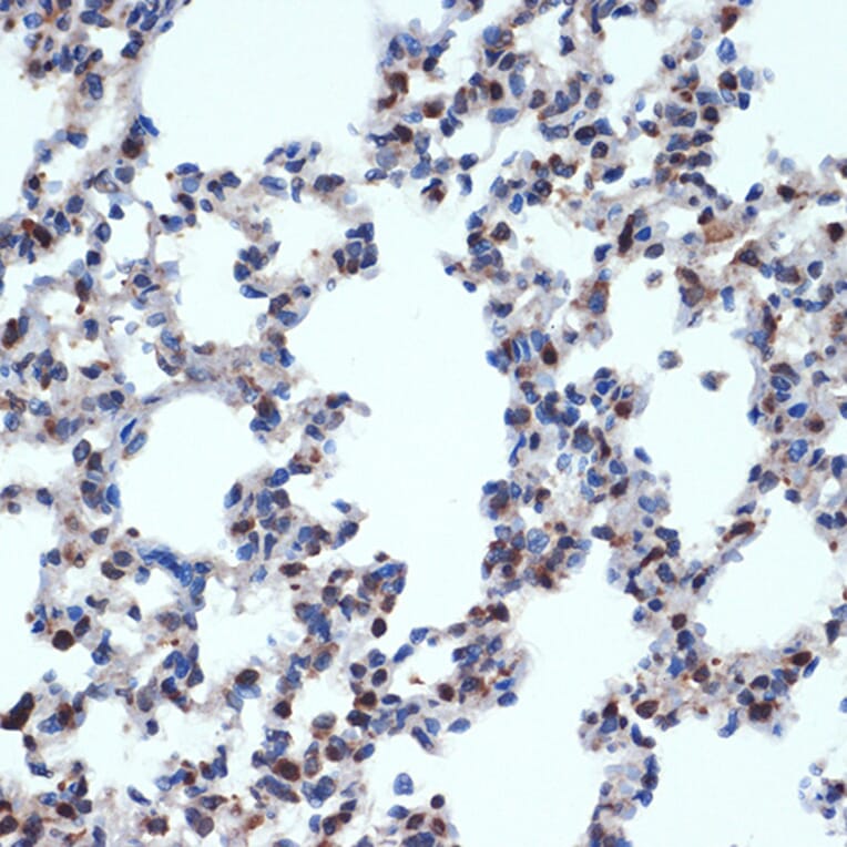 Immunohistochemistry - Anti-Gemin 2 Antibody [ARC2419] (A307698) - Antibodies.com