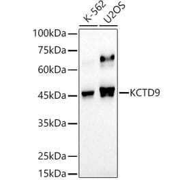 Western Blot - Anti-KCTD9 Antibody (A307701) - Antibodies.com