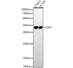 Western Blot - Anti-D Amino Acid Oxidase Antibody [ARC54988] (A307704) - Antibodies.com