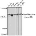 Western Blot - Anti-Insulin degrading enzyme/IDE Antibody [ARC0537] (A307705) - Antibodies.com