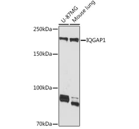Western Blot - Anti-IQGAP1 Antibody [ARC1739] (A307706) - Antibodies.com