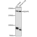 Western Blot - Anti-IQGAP1 Antibody [ARC1739] (A307706) - Antibodies.com