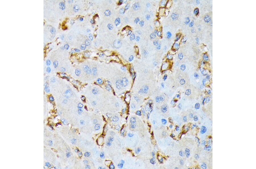Immunohistochemistry - Anti-IQGAP1 Antibody [ARC1739] (A307706) - Antibodies.com