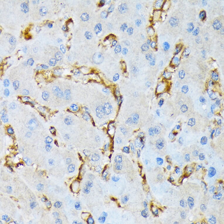 Immunohistochemistry - Anti-IQGAP1 Antibody [ARC1739] (A307706) - Antibodies.com