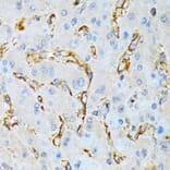 Immunohistochemistry - Anti-IQGAP1 Antibody [ARC1739] (A307706) - Antibodies.com