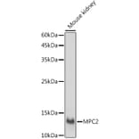 Western Blot - Anti-MPC2 Antibody (A307707) - Antibodies.com