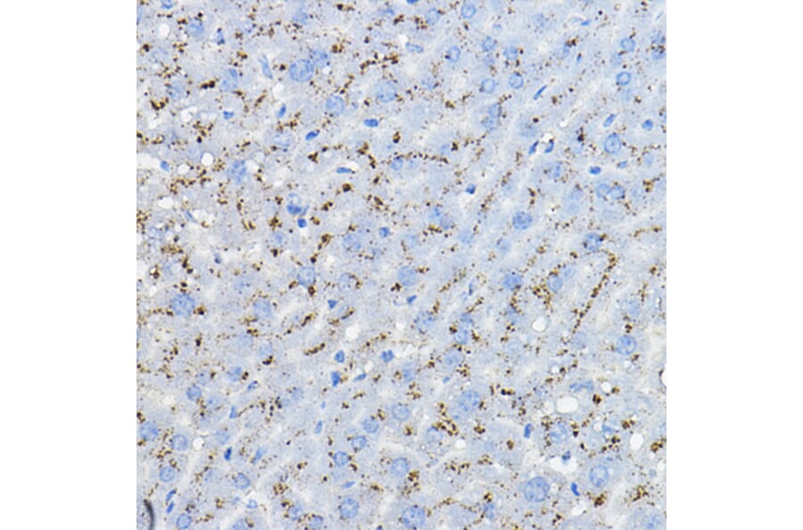 Immunohistochemistry - Anti-MPC2 Antibody (A307707) - Antibodies.com