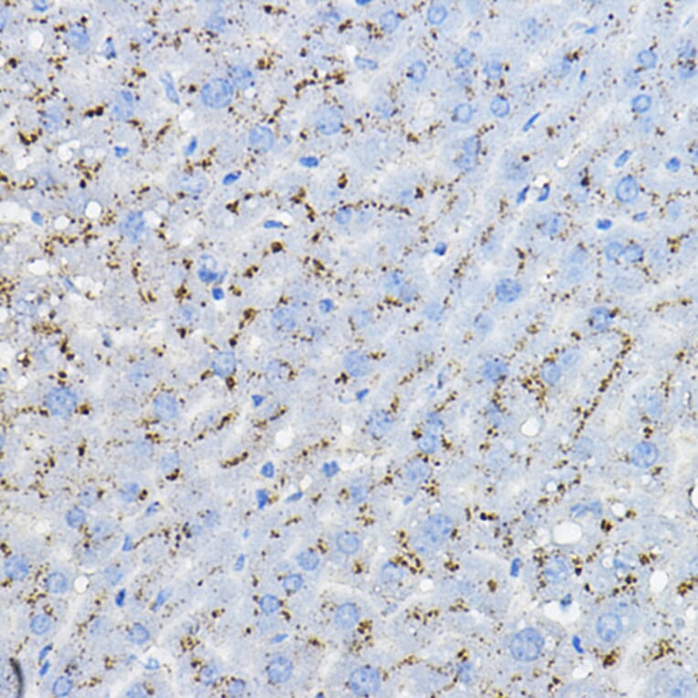 Immunohistochemistry - Anti-MPC2 Antibody (A307707) - Antibodies.com