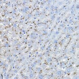 Immunohistochemistry - Anti-MPC2 Antibody (A307707) - Antibodies.com