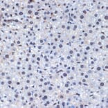 Immunohistochemistry - Anti-CDC40 Antibody [ARC2321] (A307708) - Antibodies.com