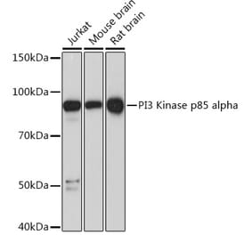 Western Blot - Anti-PI 3 Kinase p85 alpha Antibody [ARC55272] (A307709) - Antibodies.com