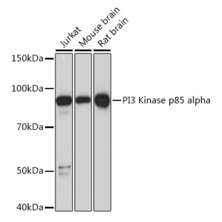 Western Blot - Anti-PI 3 Kinase p85 alpha Antibody [ARC55272] (A307709) - Antibodies.com