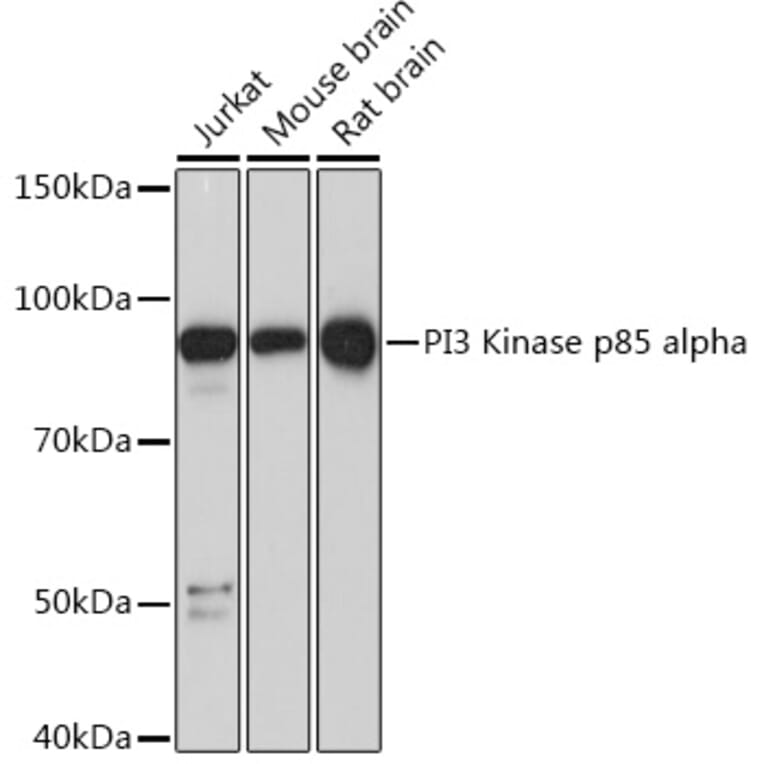 Western Blot - Anti-PI 3 Kinase p85 alpha Antibody [ARC55272] (A307709) - Antibodies.com