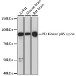Western Blot - Anti-PI 3 Kinase p85 alpha Antibody [ARC55272] (A307709) - Antibodies.com
