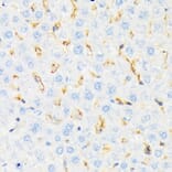Immunohistochemistry - Anti-CSK Antibody [ARC1835] (A307712) - Antibodies.com