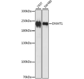Western Blot - Anti-Dnmt1 Antibody (A307715) - Antibodies.com