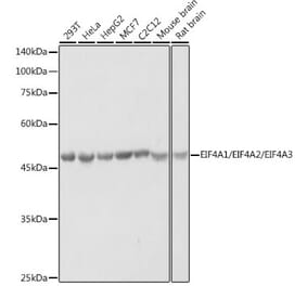 Western Blot - Anti-eIF4A Antibody (A307717) - Antibodies.com