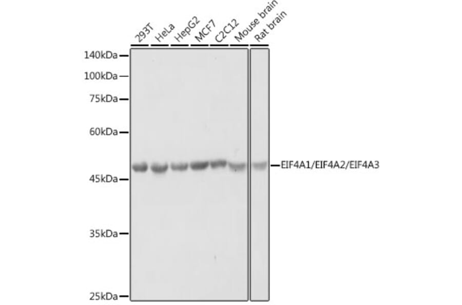 Western Blot - Anti-eIF4A Antibody (A307717) - Antibodies.com