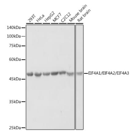 Western Blot - Anti-eIF4A Antibody (A307717) - Antibodies.com