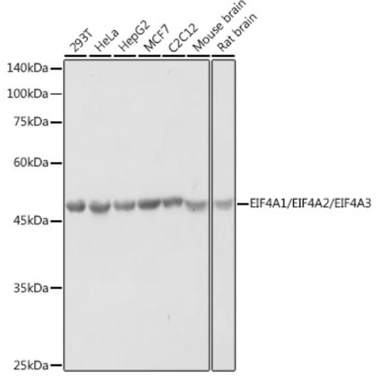 Western Blot - Anti-eIF4A Antibody (A307717) - Antibodies.com