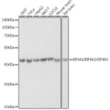 Western Blot - Anti-eIF4A Antibody (A307717) - Antibodies.com