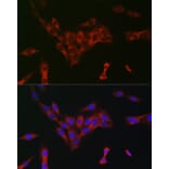 Immunofluorescence - Anti-eIF4A Antibody (A307717) - Antibodies.com