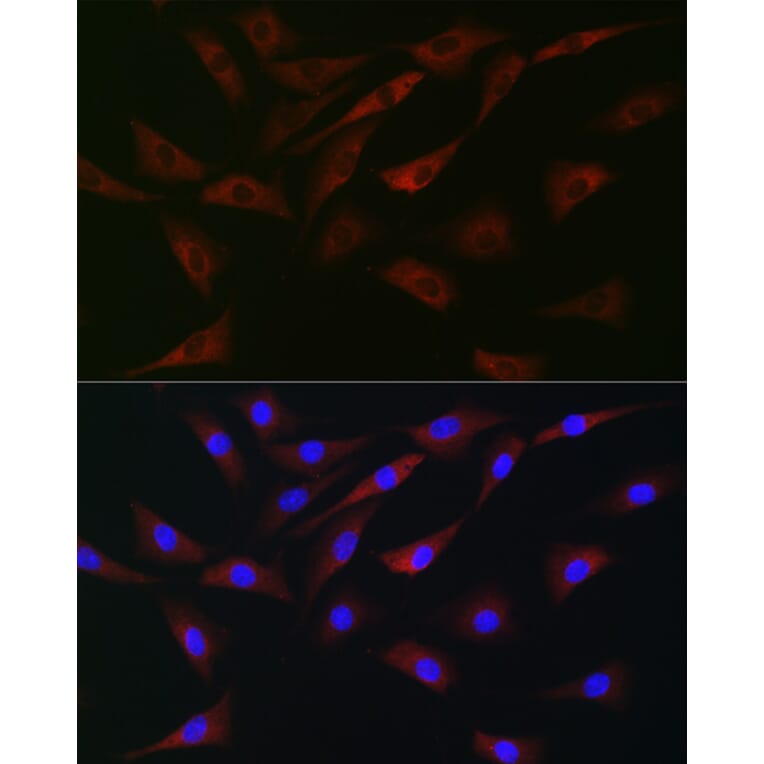 Immunofluorescence - Anti-eIF4A Antibody (A307717) - Antibodies.com