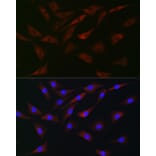 Immunofluorescence - Anti-eIF4A Antibody (A307717) - Antibodies.com