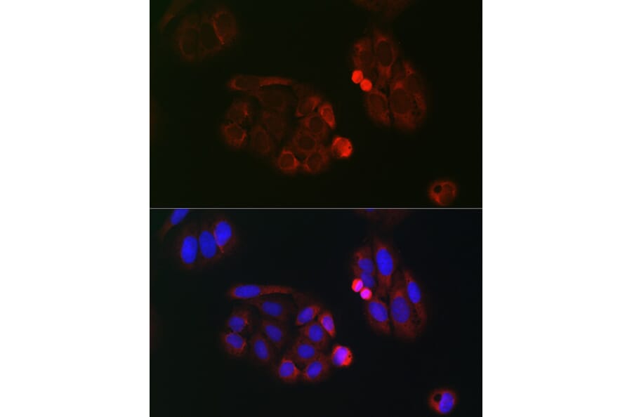 Immunofluorescence - Anti-eIF4A Antibody (A307717) - Antibodies.com