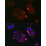 Immunofluorescence - Anti-eIF4A Antibody (A307717) - Antibodies.com