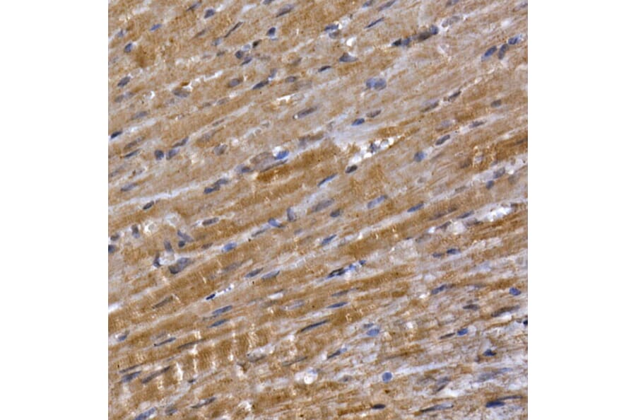 Immunohistochemistry - Anti-PPP1R3C Antibody (A307722) - Antibodies.com