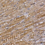 Immunohistochemistry - Anti-PPP1R3C Antibody (A307722) - Antibodies.com